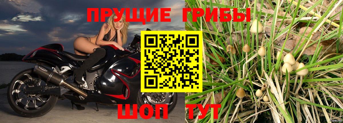 Псилоцибиновые грибы Cubensis Фролово